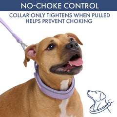 Martingale Collar and Multipurpose Leash Set - Lilac