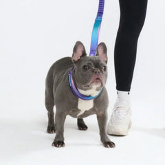 Cushioned Martingale Collar - 90s Retro