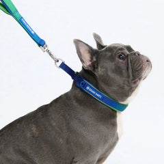 Cushioned Martingale Collar - Lime Wave