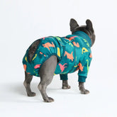Dog Surgical Suit