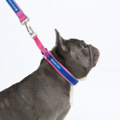 Cushioned Martingale Collar - Snow Cone