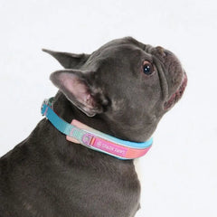 Cushioned Martingale Collar - Pastel Icing