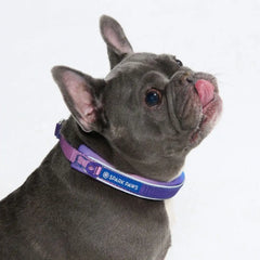 Cushioned Martingale Collar - 90s Retro