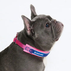 Cushioned Martingale Collar - Snow Cone