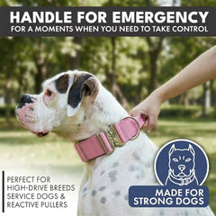 Comfort Control Collar Set - Pink