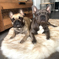 Faux Fur Memory Foam Rug Dog Bed