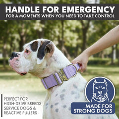 Comfort Control Collar - Lilac